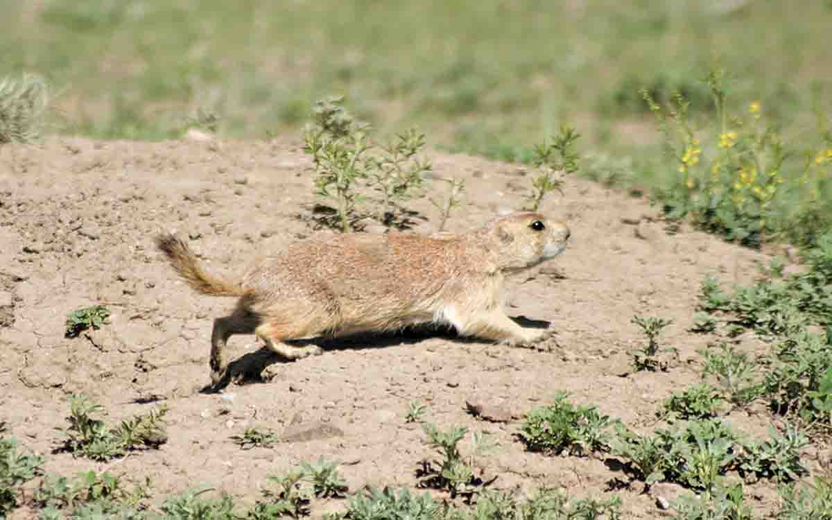 A black-tailed prairie dog in the wilds of Montana.